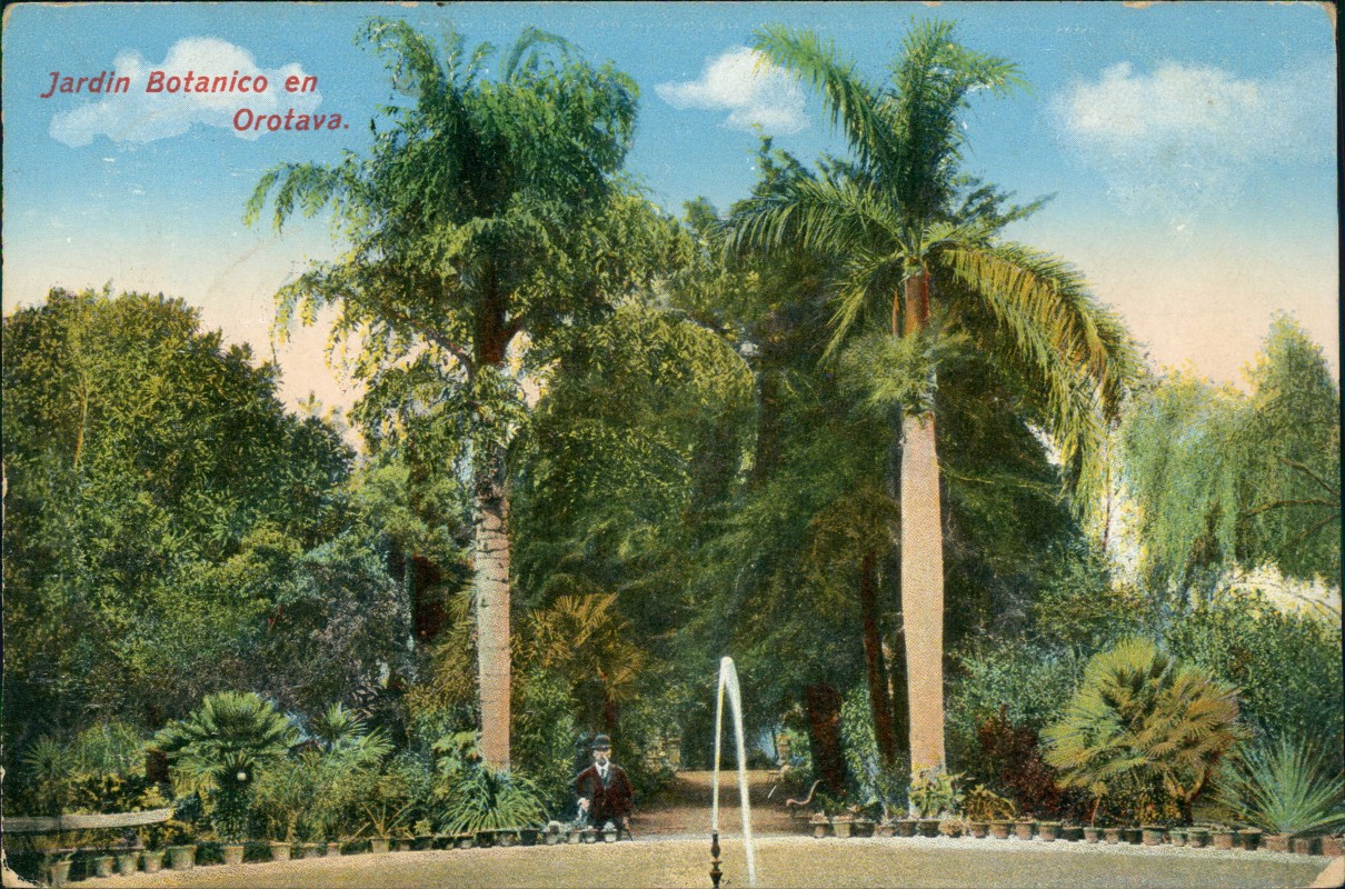 zoom: Image side vintage Postcard from 1914: Jardin Botanico Kanaren:: La Orotava