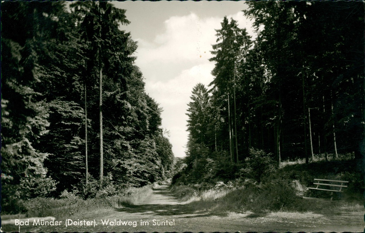 vergrößern: Bildseite historische Ansichtskarte von 1964: Deister Waldweg im Süntel Bank:: Bad Münder (Deister)