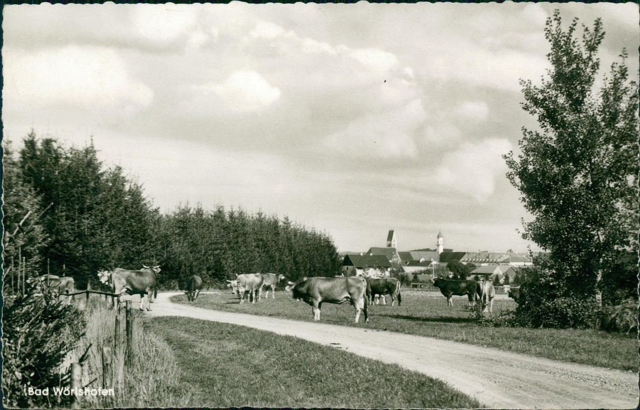 zoom: Image side vintage Postcard from 1963: Kühe auf Feldweg vor der Stadt:: Bad Wörishofen