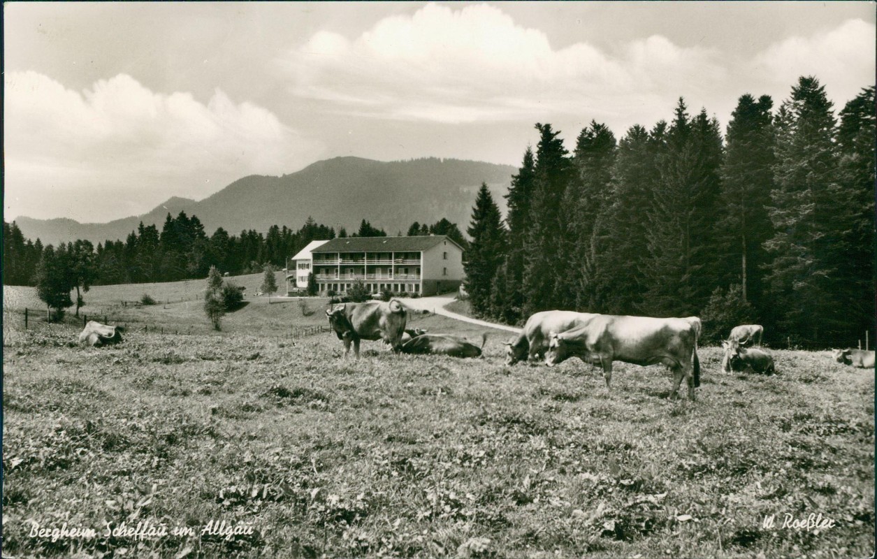 vergrößern: Bildseite historische Ansichtskarte von 1967: Bergheim Scheffau - Kühe:: Weiler im Allgäu-Weiler-Simmerberg