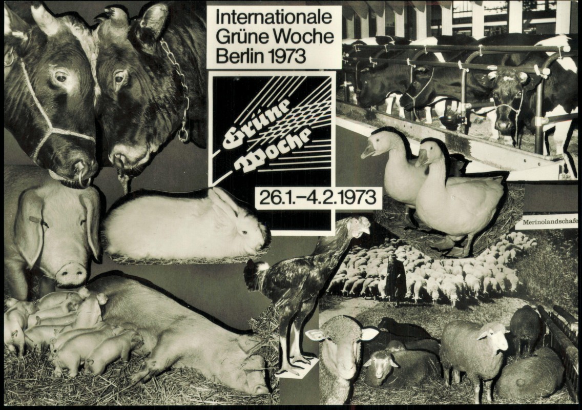 vergrößern: Bildseite historische Ansichtskarte von 1973: Grüne Woche Mehrbild Tiere:: Berlin
