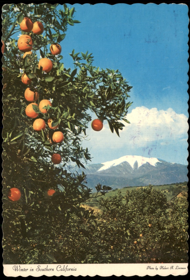 zoom: Image side vintage Postcard from 1982: Orangenhain und San Bernardino Mountains:: San Bernardino-Mesocco | Mesauc