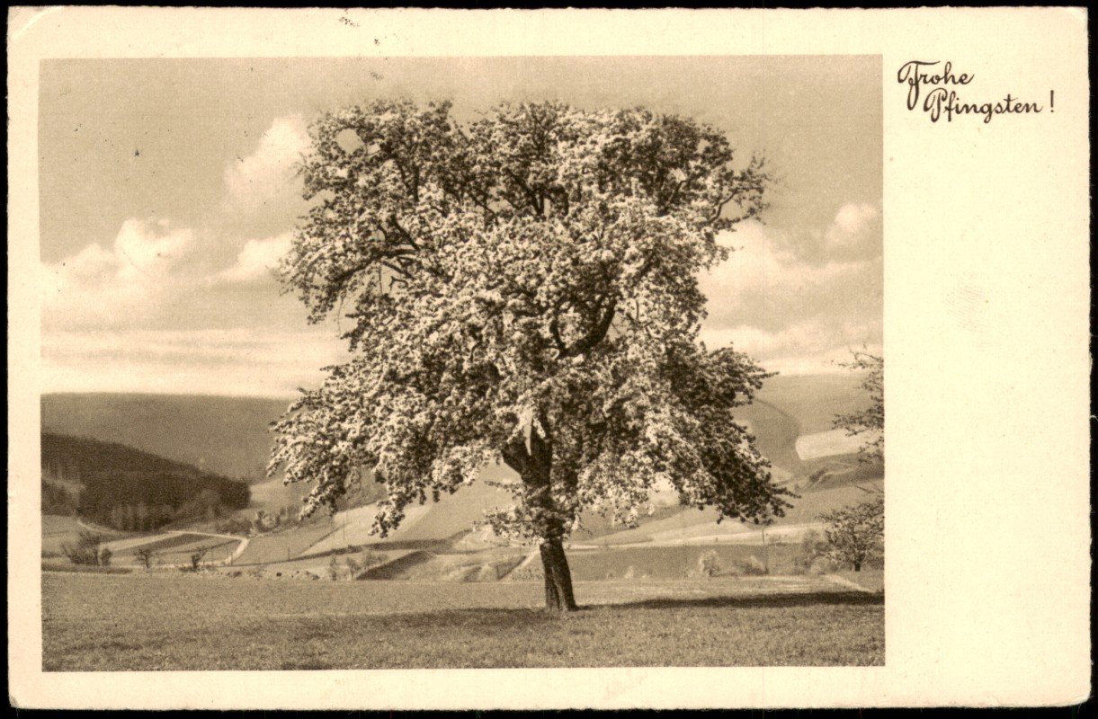 zoom: Image side vintage Postcard from 1940: Blühender Baum in Frühlingslandschaft (Pfingstgruß)::