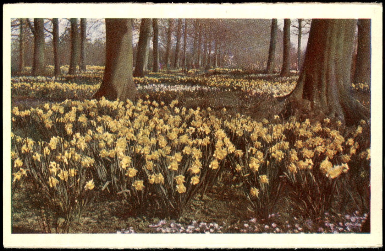 zoom: Image side vintage Postcard from 1960: Ortsansicht Blumenfeld KEUKENHOF LISSE-HOLLAND:: Lisse