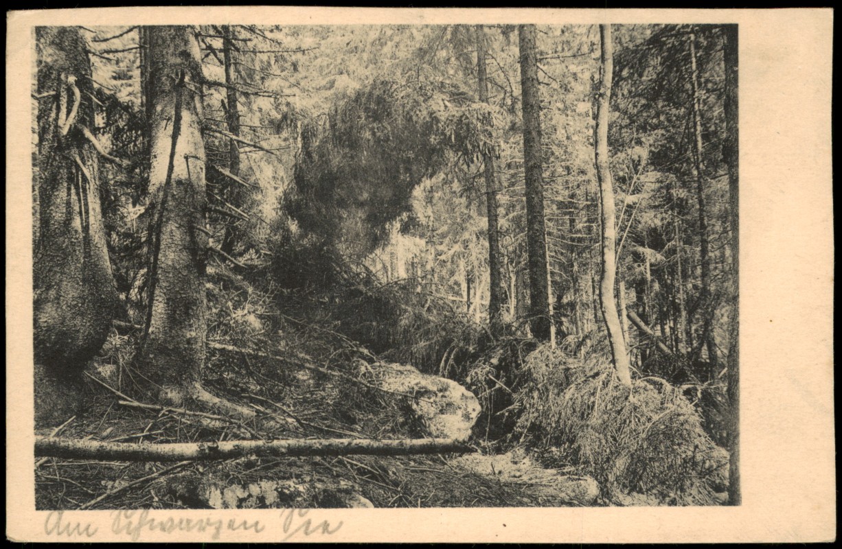 vergrößern: Bildseite historische Ansichtskarte von 1928: Wilder Wald am Schwarzen See:: Markt Eisenstein