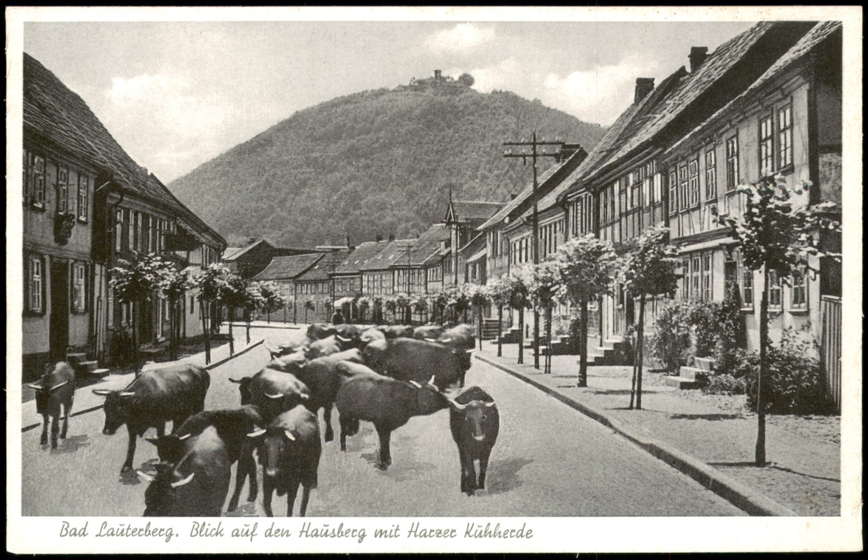 vergrößern: Bildseite historische Ansichtskarte von 1940: Blick auf den Hausberg mit Harzer Kuhherde:: Bad Lauterberg im Harz
