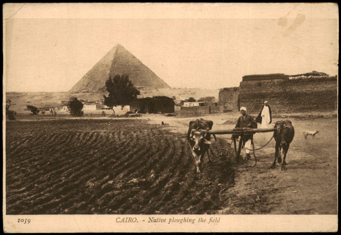 vergrößern: Bildseite historische Ansichtskarte von 1910: Pyramiden Native ploughing the field, Ochsen-Arbeit:: Kairo