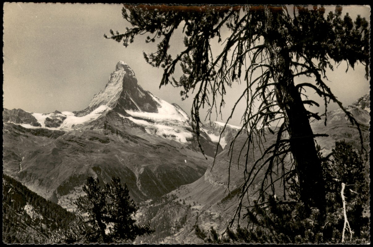 vergrößern: Bildseite historische Ansichtskarte von 1953: Blick aus dem Arvenwald auf