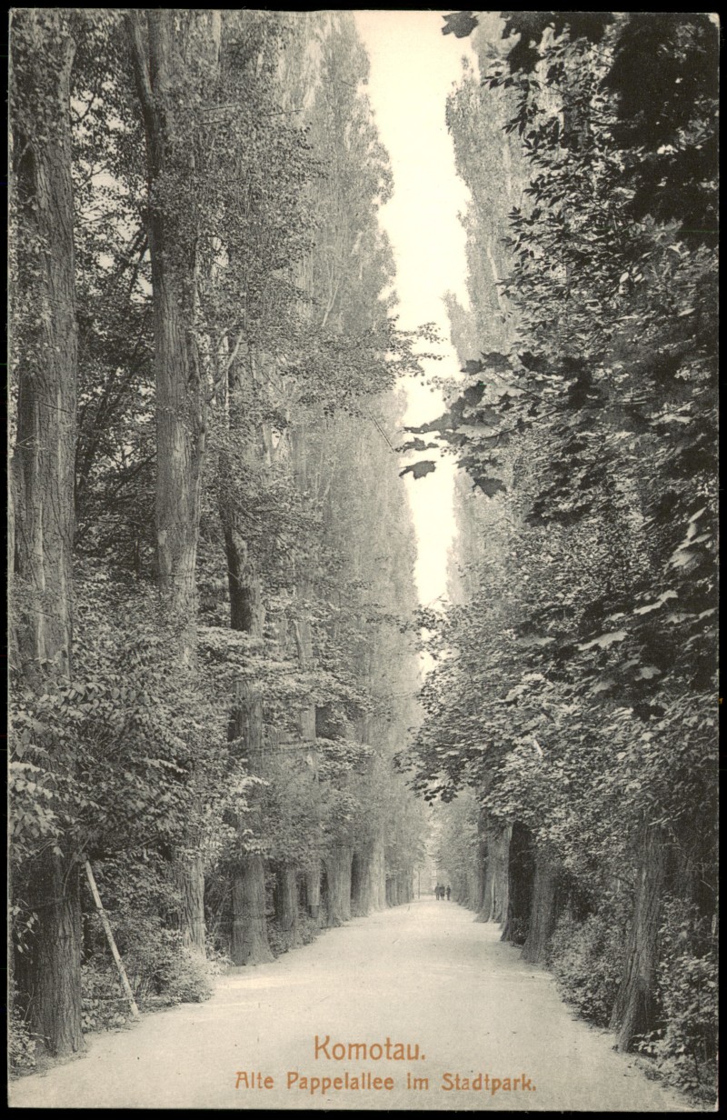 zoom: Image side vintage Postcard from 1912: Alte Pappelalle im Stadtpark:: Chomutov