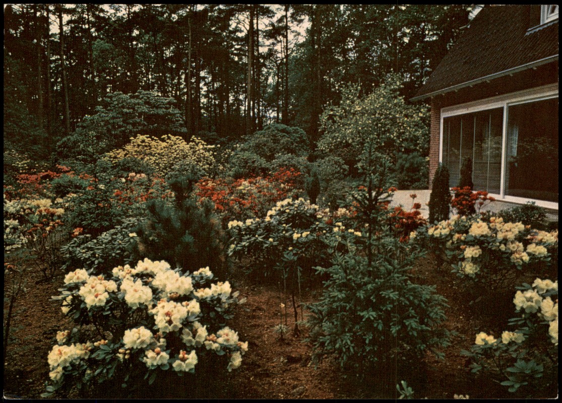 vergrößern: Bildseite historische Ansichtskarte von 1980: Umlandansichten Neueste Rhododendron-Hybriden am Gästehaus Rhod.-Waldpark Linswege:: Oldenburg