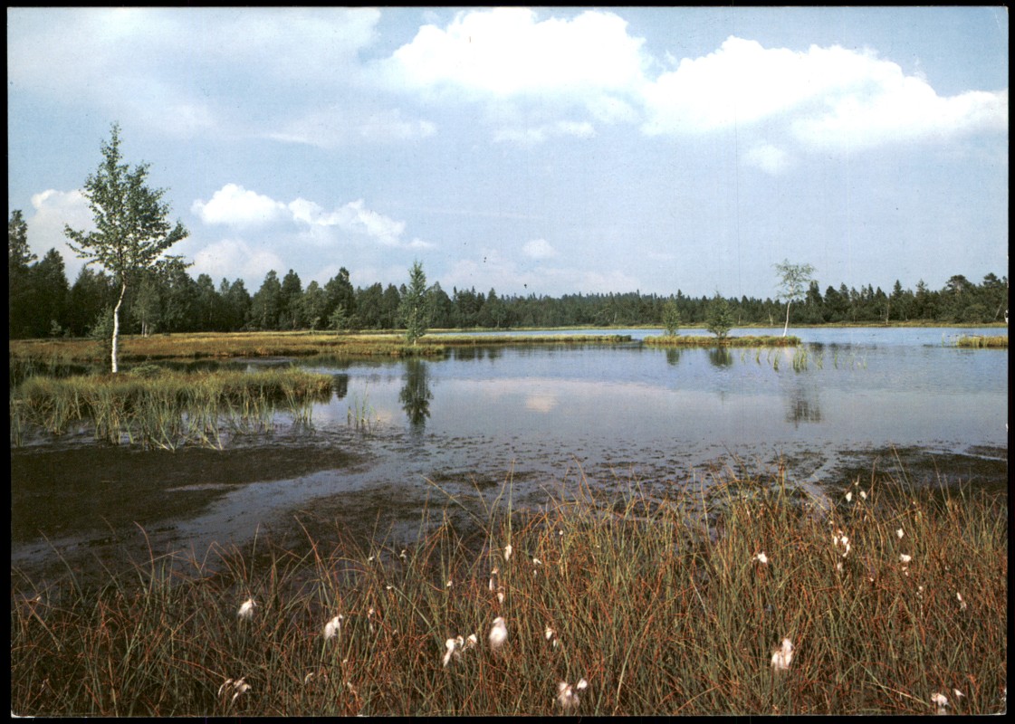vergrößern: Bildseite historische Ansichtskarte von 1980: Hochmoor Wildsee Naturschutzgebiet bei Kaltenbronn mit Kolkseen Wildsee:: Kaltenbronn-