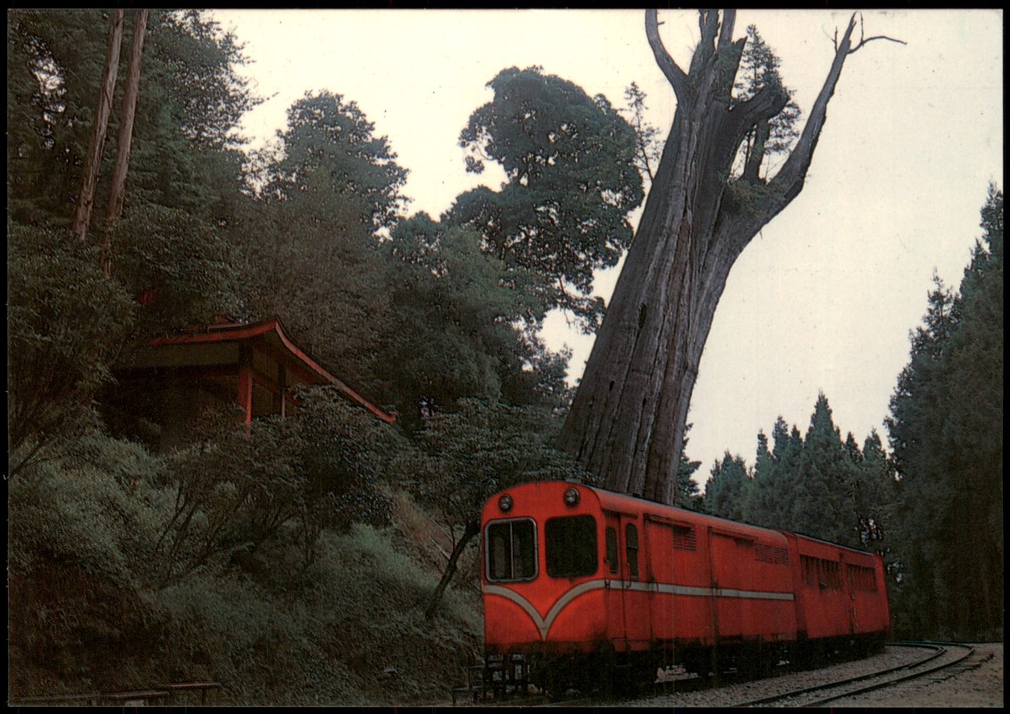 vergrößern: Bildseite historische Ansichtskarte von 2008: Taiwan Sacred Tree of Alishan Zug Eisenbahn:: Taiwan Allgemein