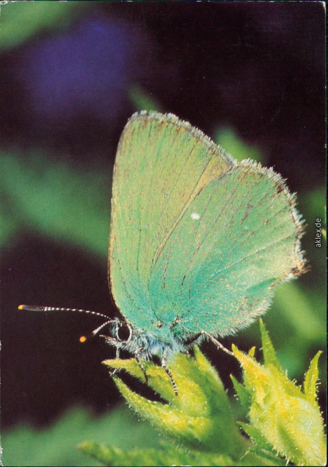 vintage Postcard from 1984: Tiere - Schmetterling - Callophys rubi L.:: 