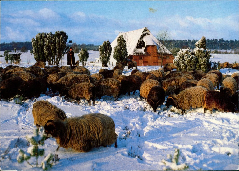 vintage Postcard from 1990: Heidschnucken im Schnee, Winter in der Lüneburger Heide:: .Niedersachsen