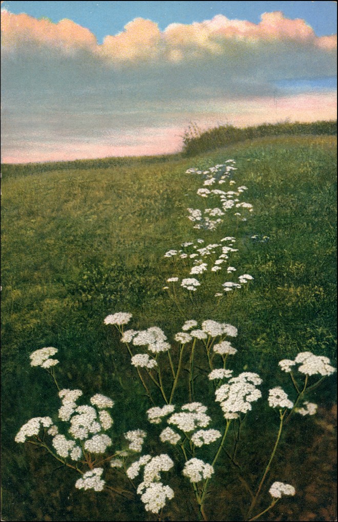 vintage Postcard from 1911: Achillea millefolium L. Schafgarbe, gemeine Garbe Gehe & Co., A.-G., Chem. Fabrik. Dresden-N.:: 
