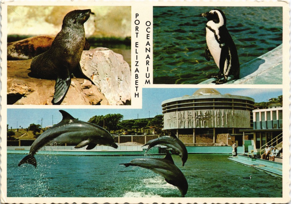 vintage Postcard from 1975: Oceanarium Dolphins, Seal, Penguin (Delfine, Seelöwe, Pinguin):: 