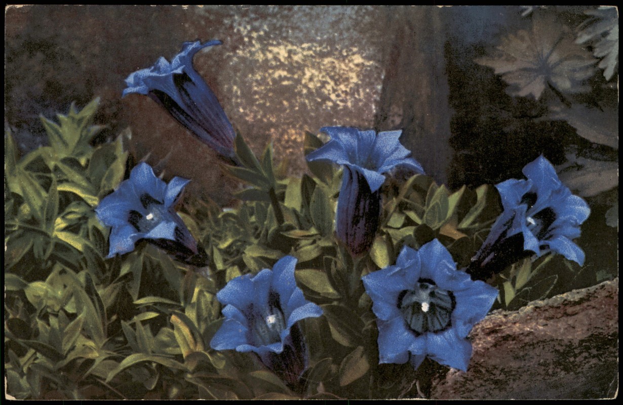 vintage Postcard from 1927: Botanik :: Blumen Gentiana acaulis (Photochromie Serien-AK):: 