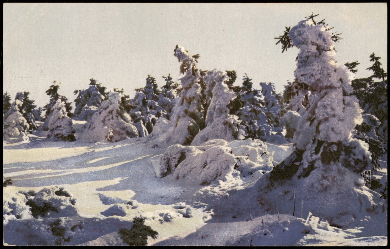 vintage Postcard from 1910: Am Keilberg, verschneite Tannen, Winter Stimmungsbild:: 