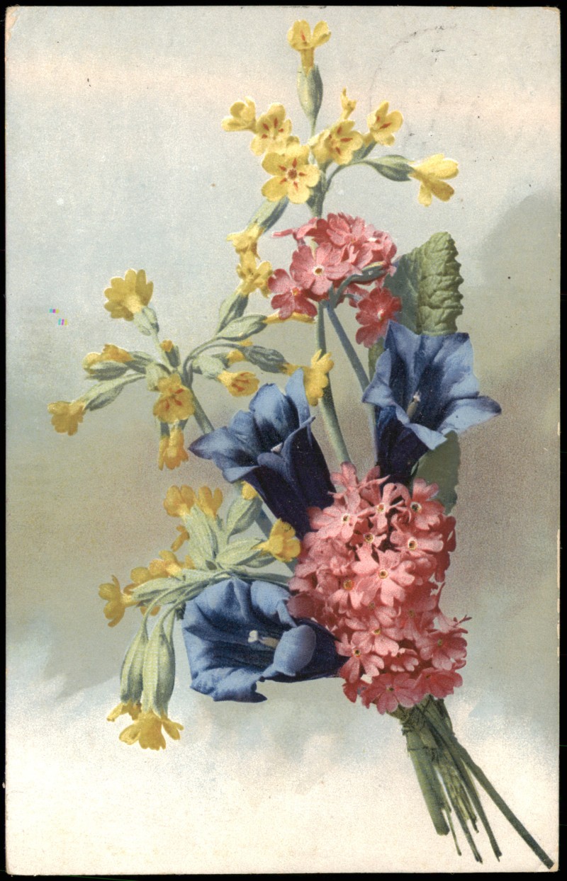 vintage Postcard from 1913: Stimmungsbild Natur Photochromie Serie Alpenblumen:: 