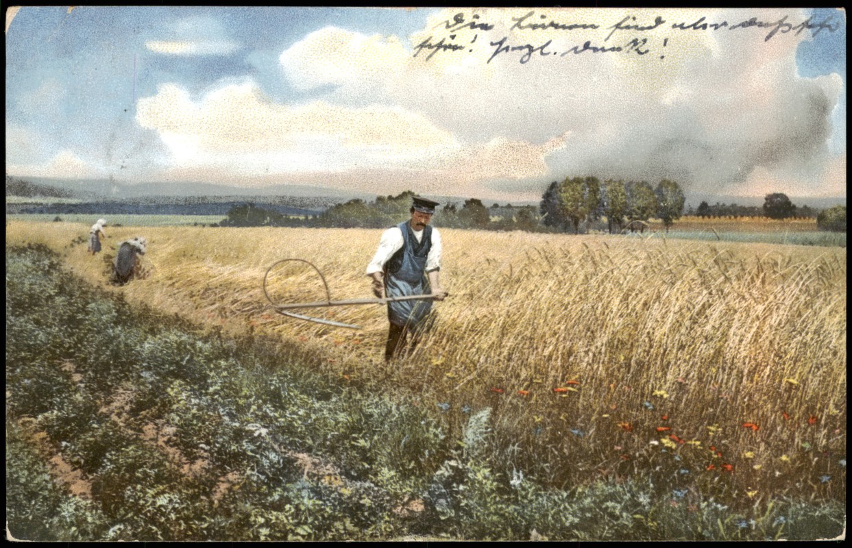 vintage Postcard from 1908: Stimmungsbild Natur & Landwirtschaft, Bauer bei Heuernte:: 