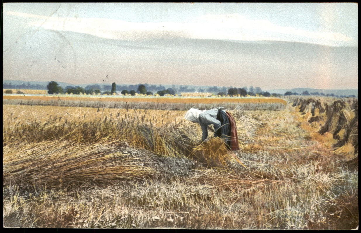 vintage Postcard from 1908: Stimmungsbild Natur & Landwirtschaft, Bäuerin bei Heu-Ernte:: 