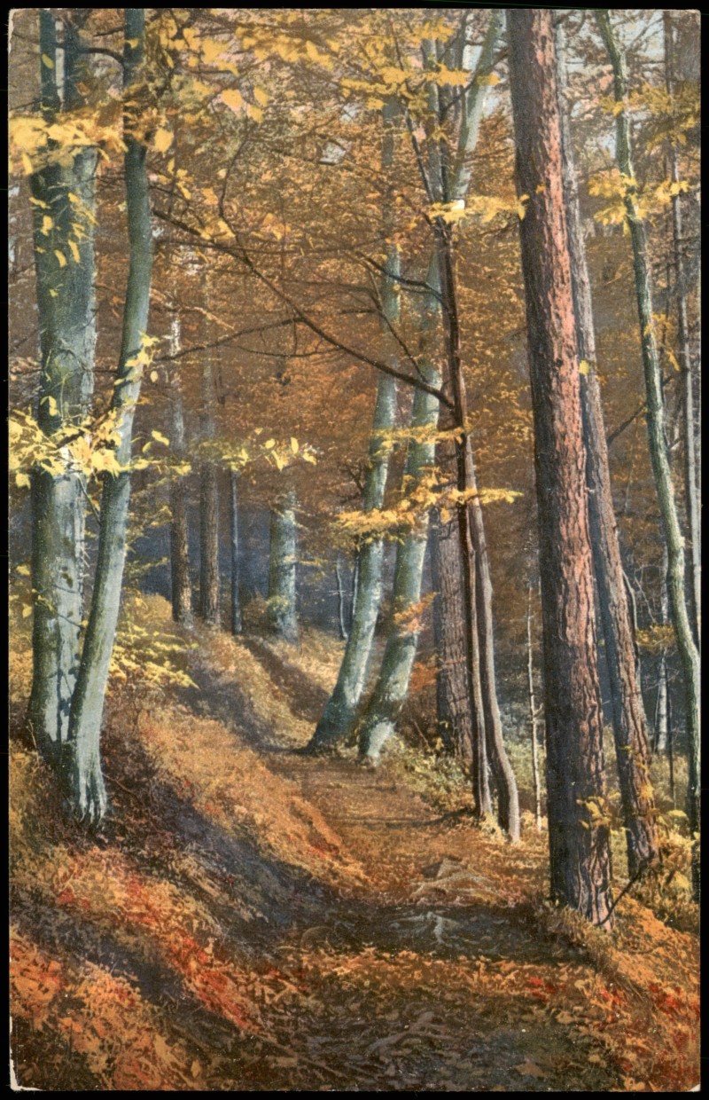 vintage Postcard from 1907: Stimmungsbild Natur Wald Partie Bäume Landschaft:: 