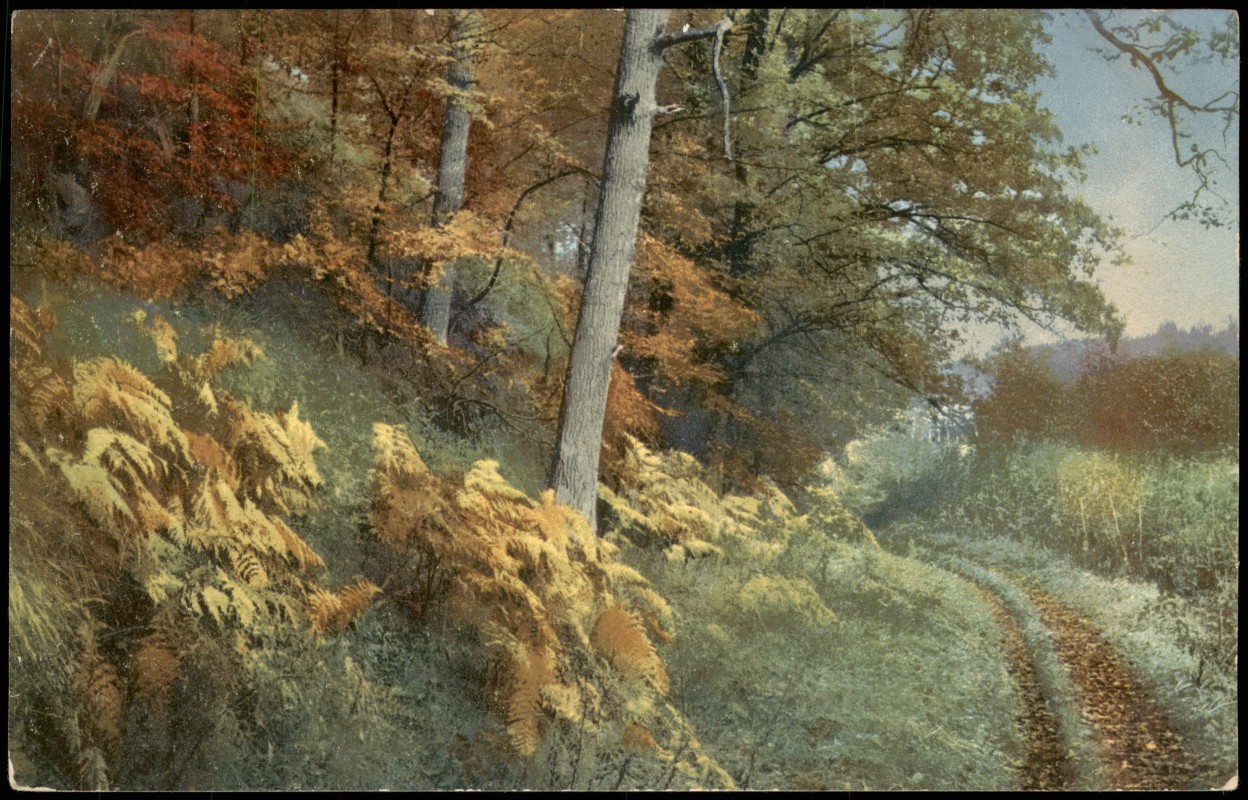 vintage Postcard from 1908: Stimmungsbild Natur, Wald, Landschaft, Landscape:: 